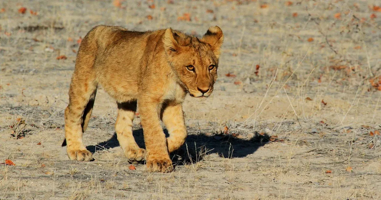The Lion King (2019) (Image Credits: Pixabay)