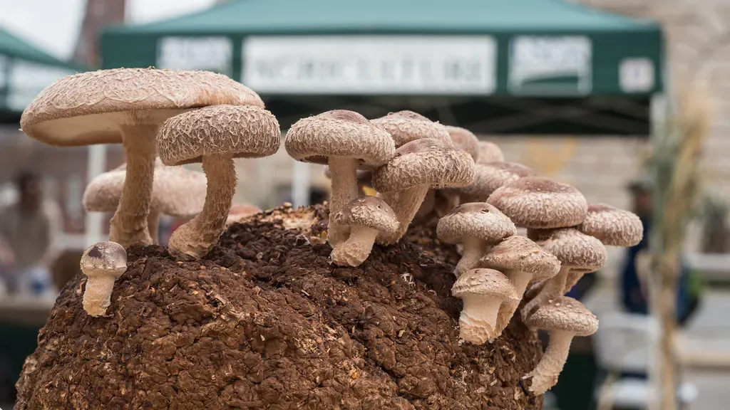 1. The Mushroom Festival in Kennett Square, Pennsylvania (Image Credits: Flickr)