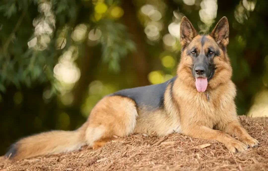 A Dog Named Palma (2021) (Image Credits: Unsplash)