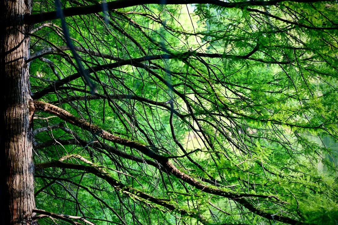 5. Tree and Landscaping Encroachment: The Branching Problem (Image Credits: Unsplash)