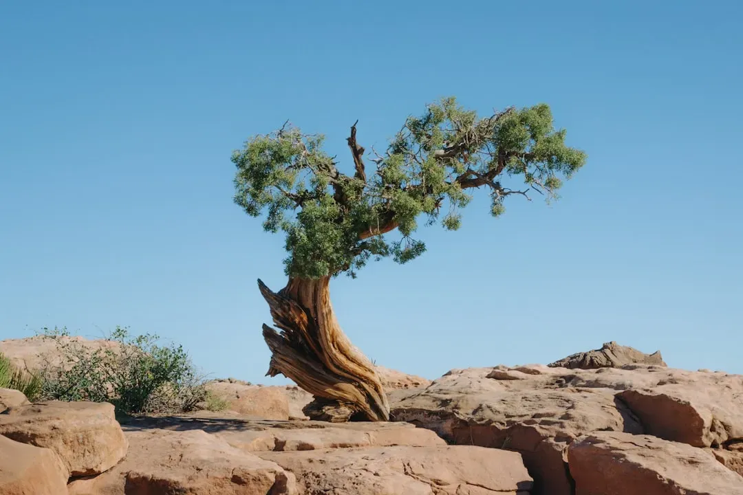 13. The Juniper Tree: Cannibalism, Then Revenge (Image Credits: Unsplash)