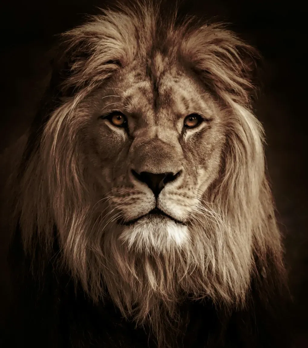 The Lion King (2019) (Image Credits: Unsplash)
