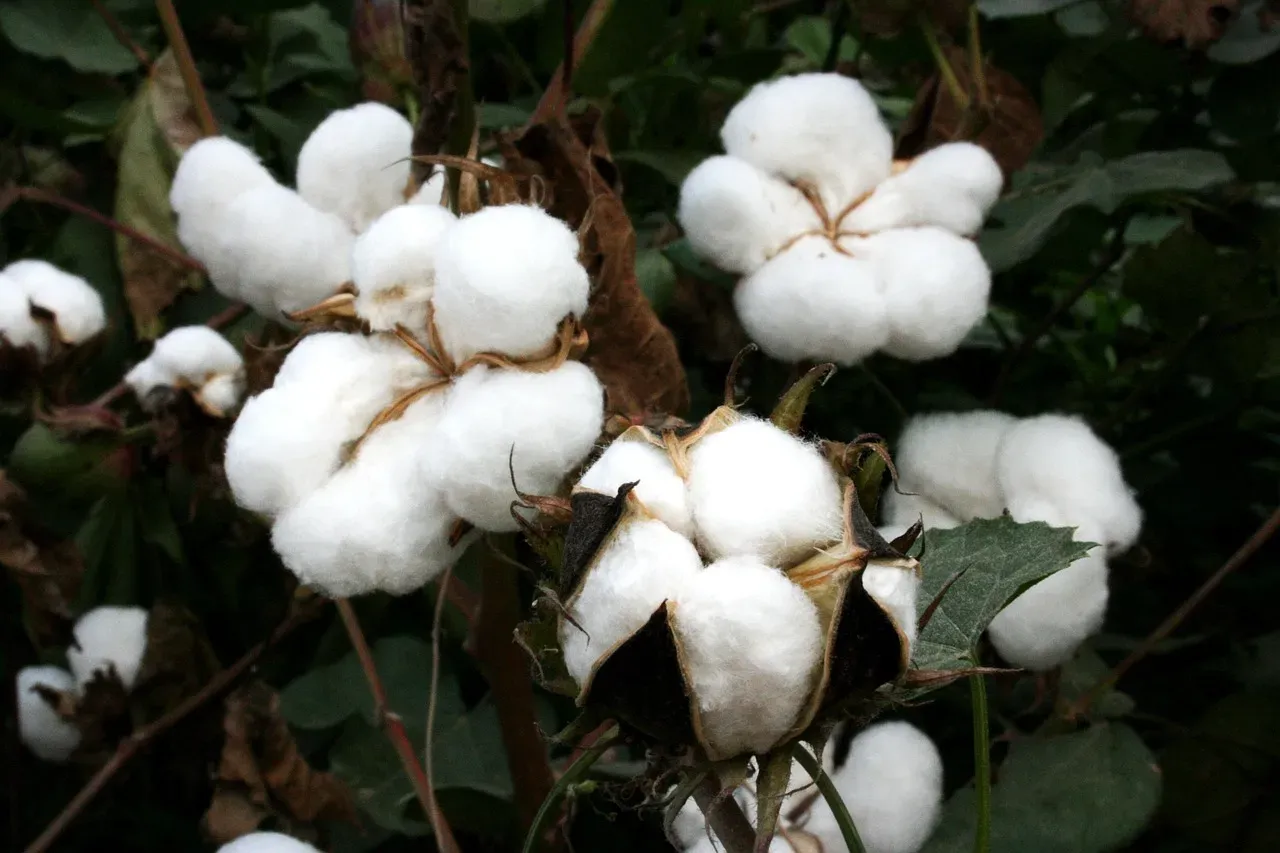 Organic Cotton (Image Credits: Pixabay)