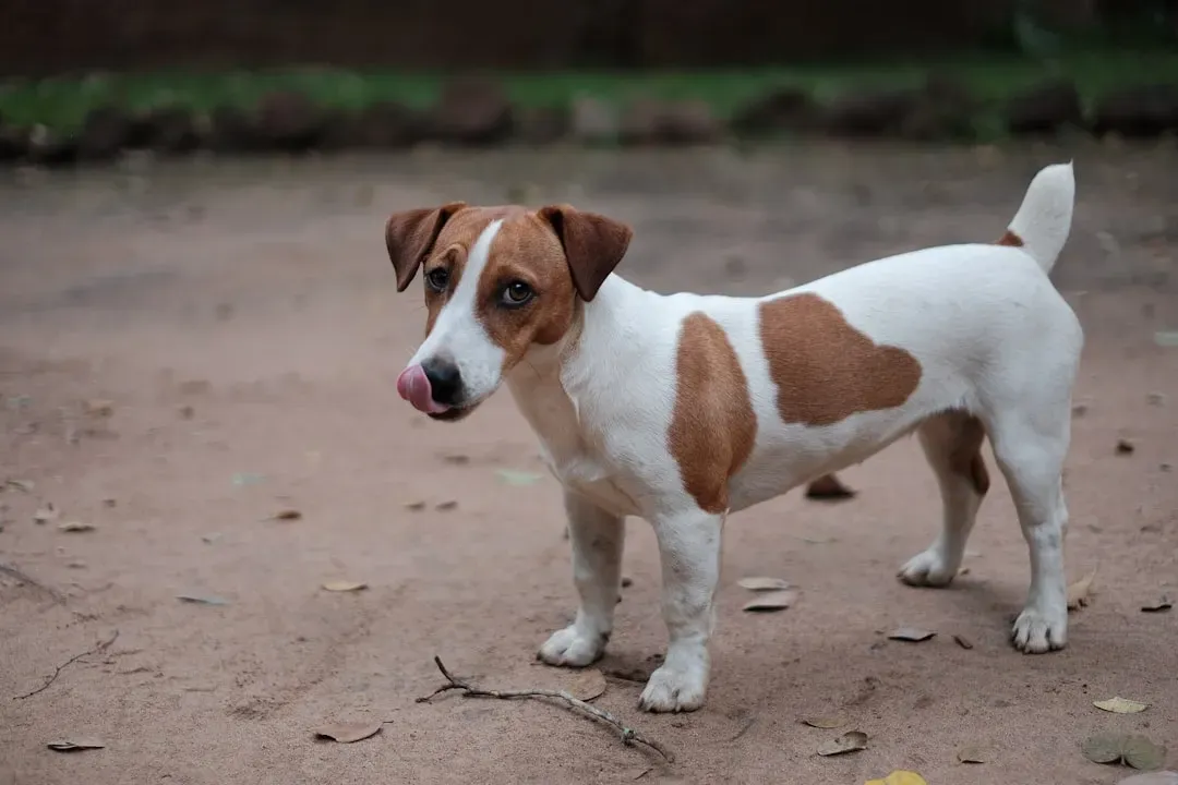 11. Jack Russell Terrier (Image Credits: Unsplash)