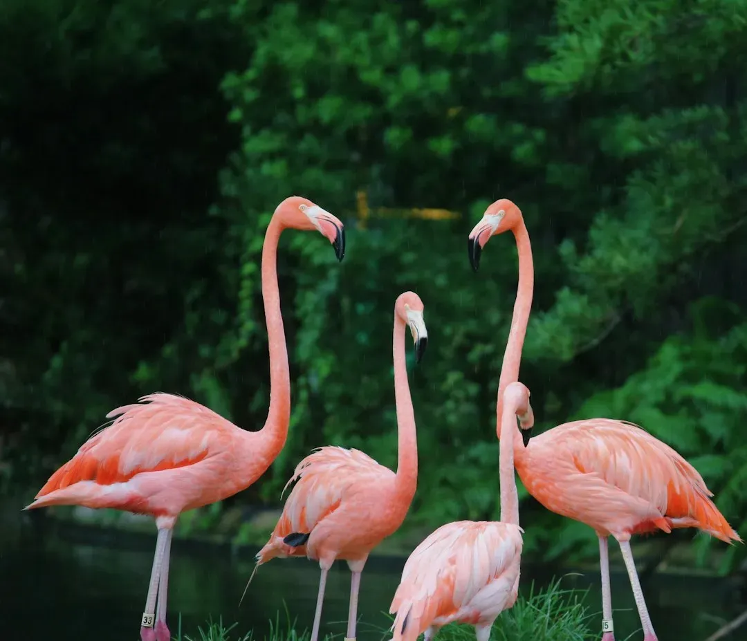 4. Pink Flamingos (1972) (Image Credits: Unsplash)