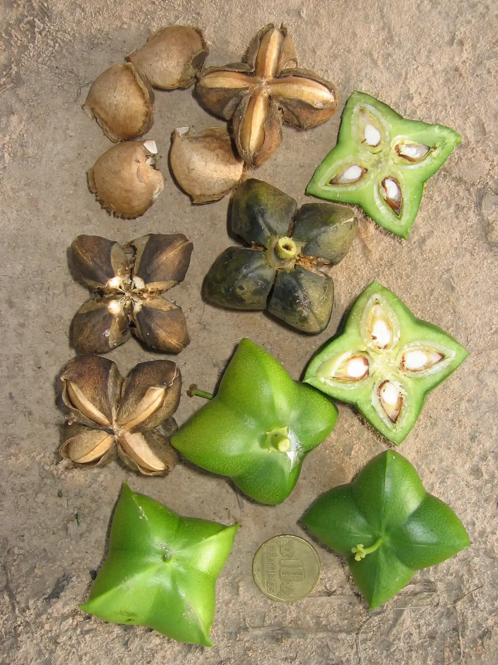 Sacha Inchi: The Amazon's Omega-Rich Seed (Image Credits: Wikimedia)