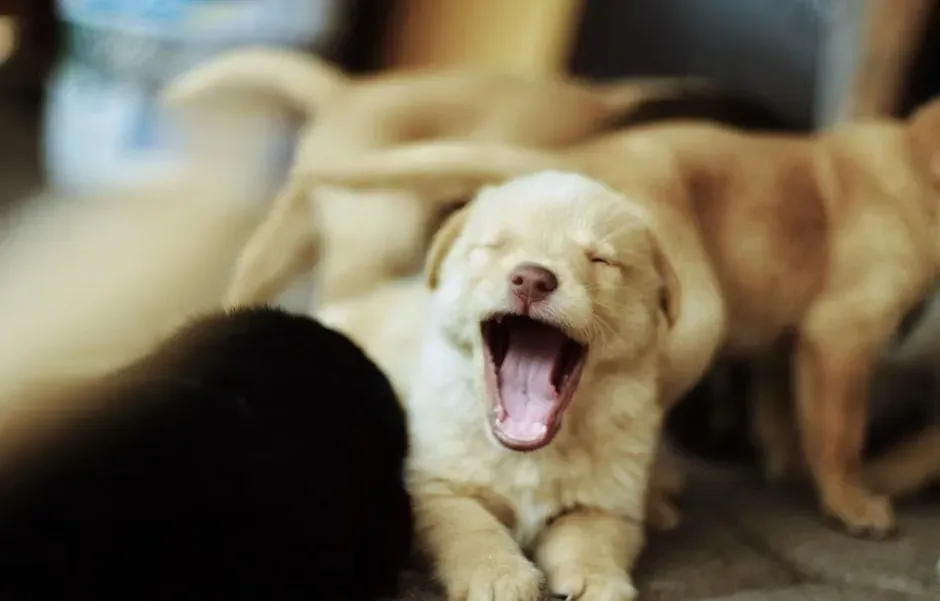 Yawning at the wrong moment (Image Credits: Pexels)