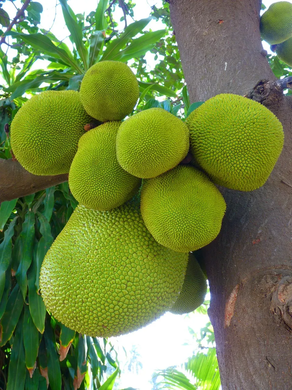 Jackfruit: The Meat Substitute That Grows on Trees (Image Credits: Pixabay)