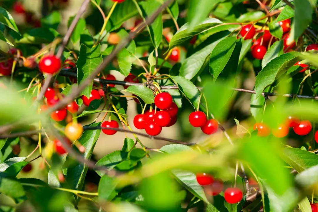 The Cherry Orchard by Anton Chekhov (Image Credits: Unsplash)