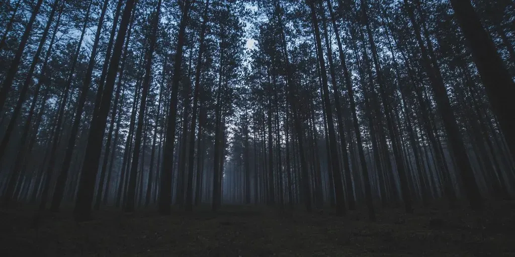 The God of the Woods and the Literary Thriller's Secret Power (Image Credits: Pixabay)