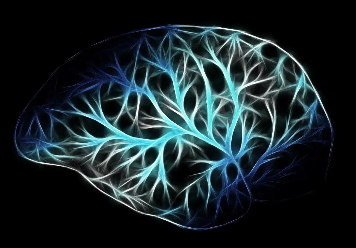 Adults Can Actually Grow Brand New Brain Cells (Image Credits: Pixabay)