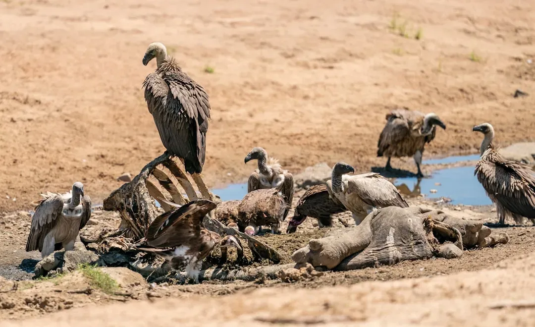 Tibetan Sky Burials: Returning to Nature (Image Credits: Unsplash)