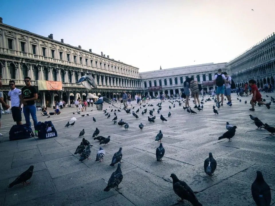 Venice's Pigeon Feeding Ban (Image Credits: Stocksnap)