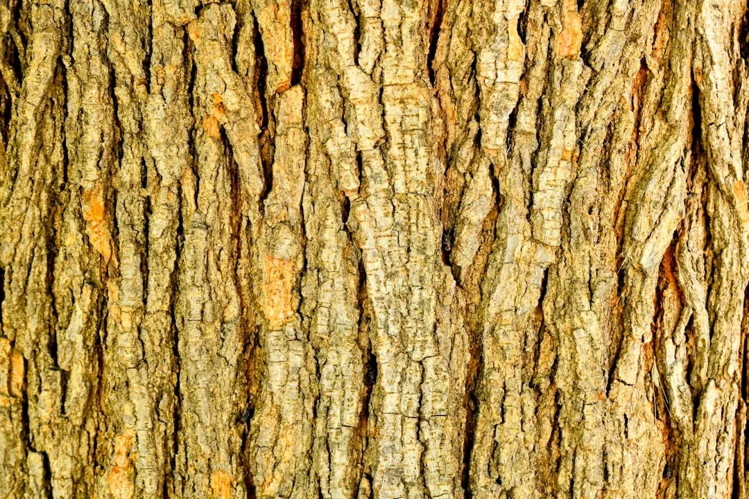 Willow Bark as Nature's Pain Reliever (Image Credits: Unsplash)