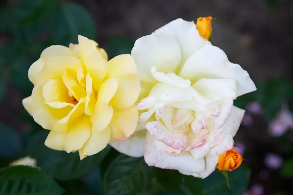Ghost Story #2: The Specter in the Rose Garden (Image Credits: Pexels)