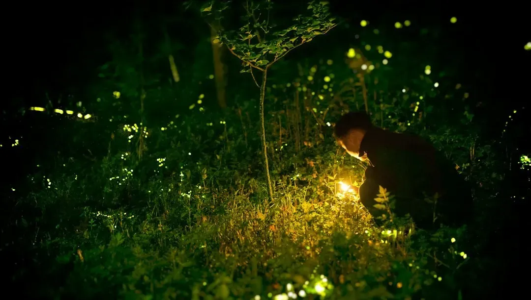 Grave of the Fireflies (1988) (Image Credits: Unsplash)