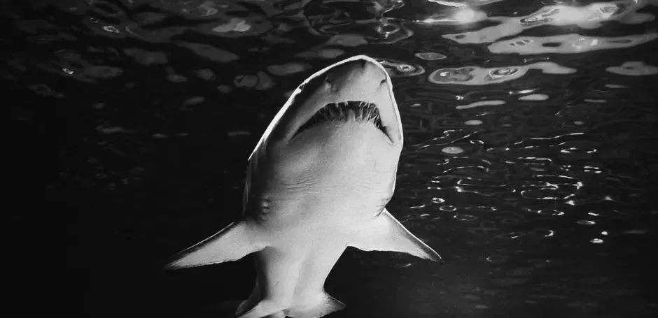 Jaws (1975), John Williams (Image Credits: Pexels)