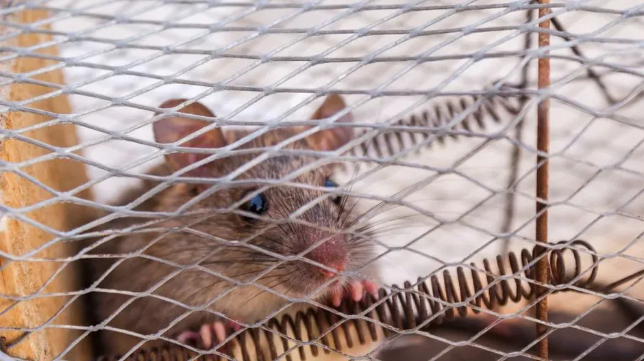 Mouse Trap (Image Credits: Pexels)