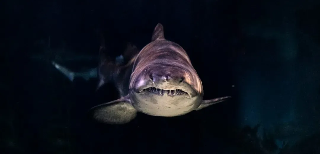 Jaws (1975): Spielberg turns down Hollywood's biggest names (Image Credits: Unsplash)