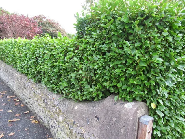 1. Strategic Privacy Landscaping: Let Nature Do the Work (wallygrom, Flickr, CC BY-SA 2.0)