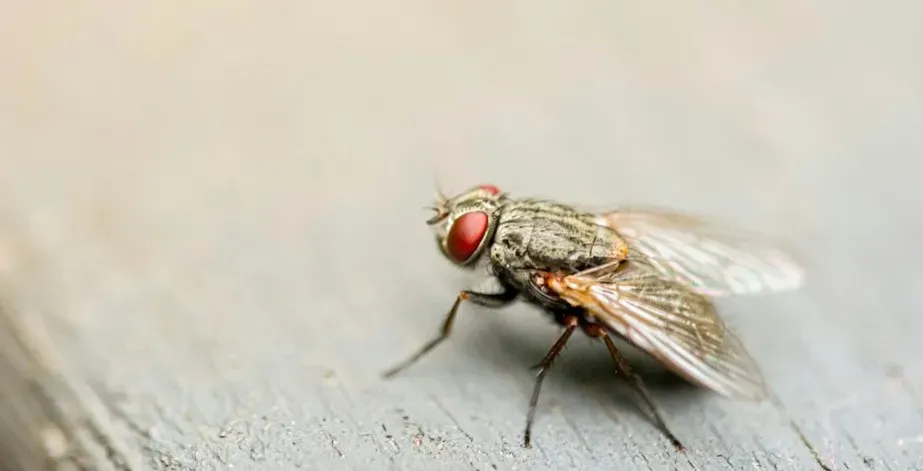 The Fly (1986) (Image Credits: Unsplash)