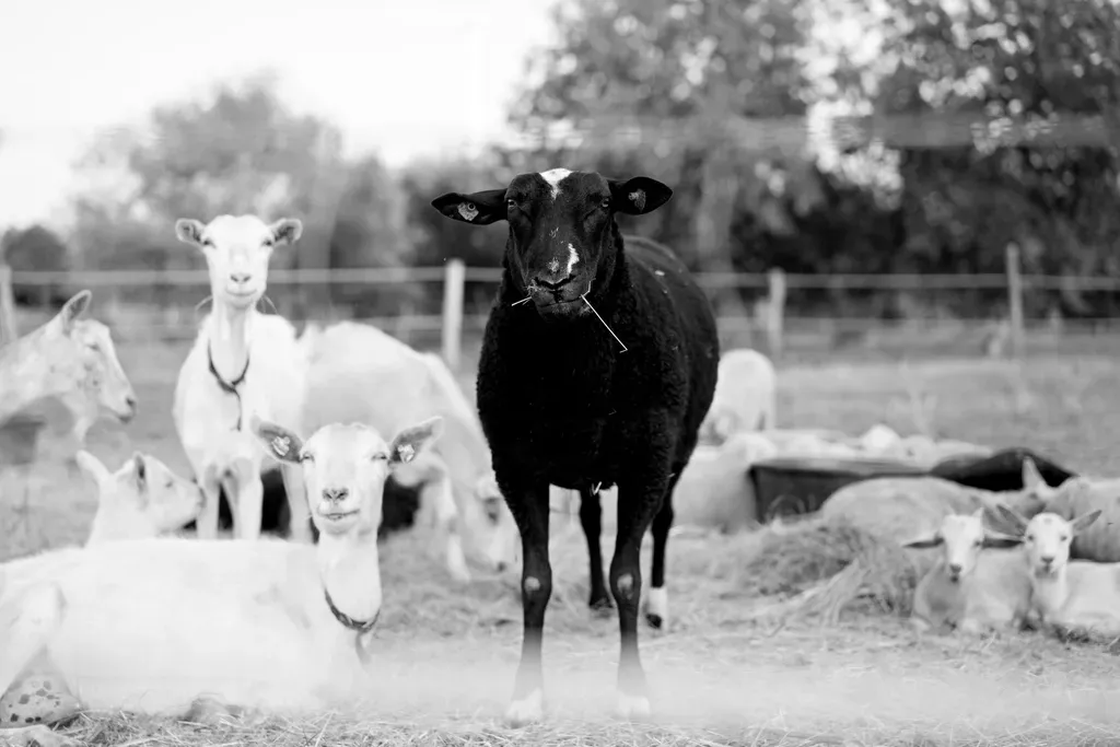 Baa, Baa, Black Sheep: A Protest Against Medieval Taxes (Image Credits: Rawpixel)
