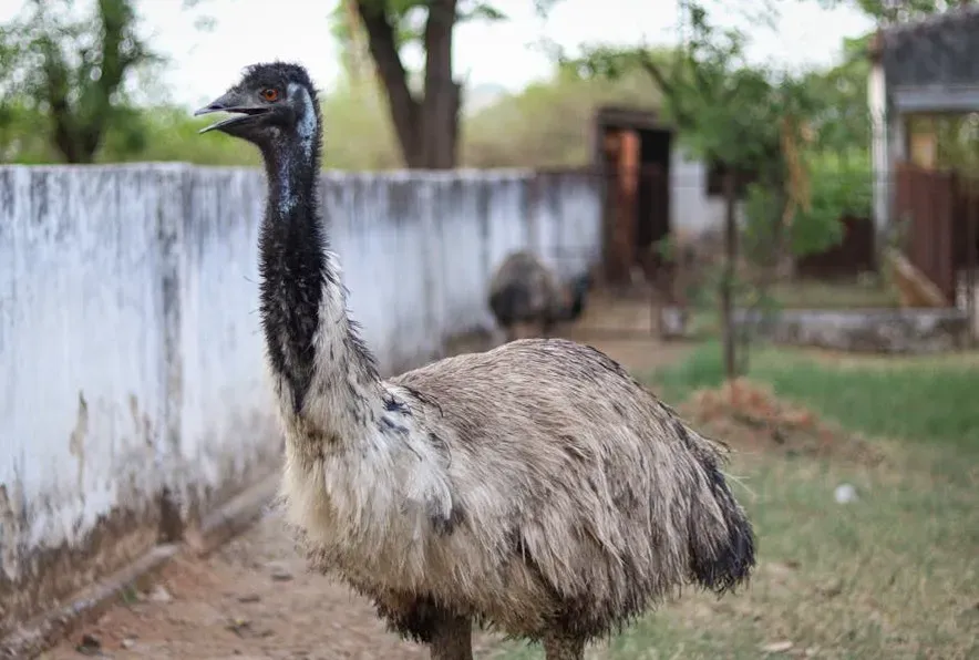 2. The Great Emu War: Australia vs. Birds, and the Birds Won (Image Credits: Pexels)