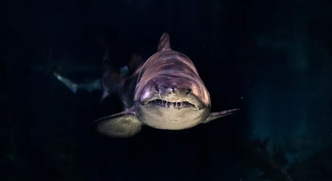 Jaws (1975) (Image Credits: Unsplash)