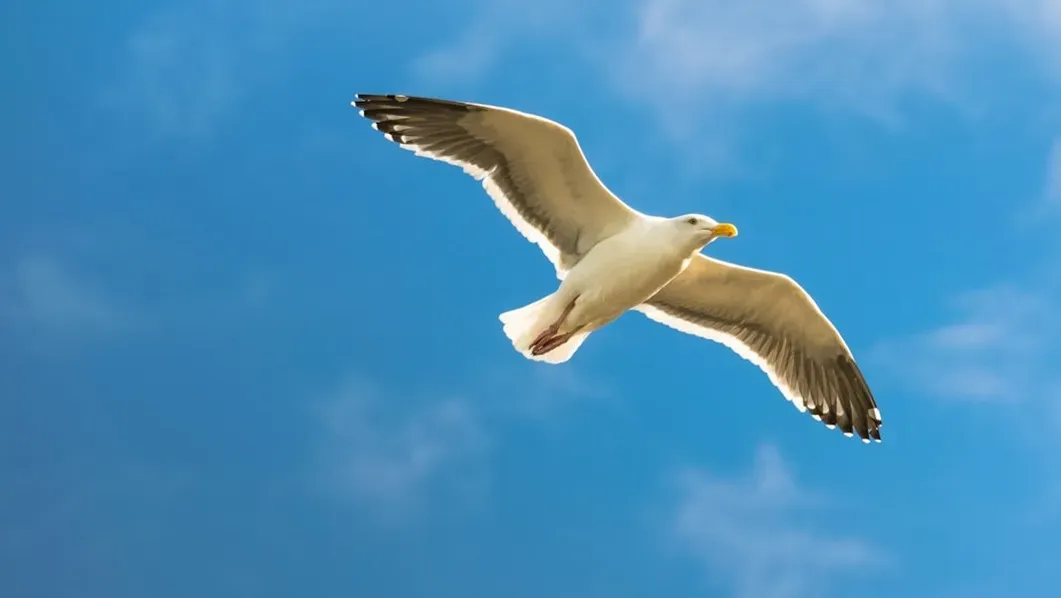 Jonathan Livingston Seagull by Richard Bach (Image Credits: Unsplash)