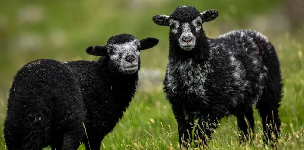 Baa, Baa, Black Sheep and the Medieval Wool Tax (Image Credits: Unsplash)