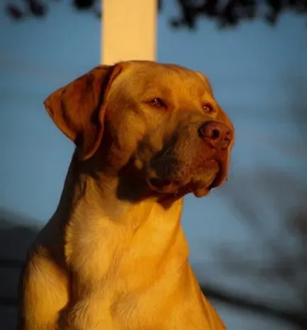Old Yeller by Fred Gipson (Image Credits: Pexels)