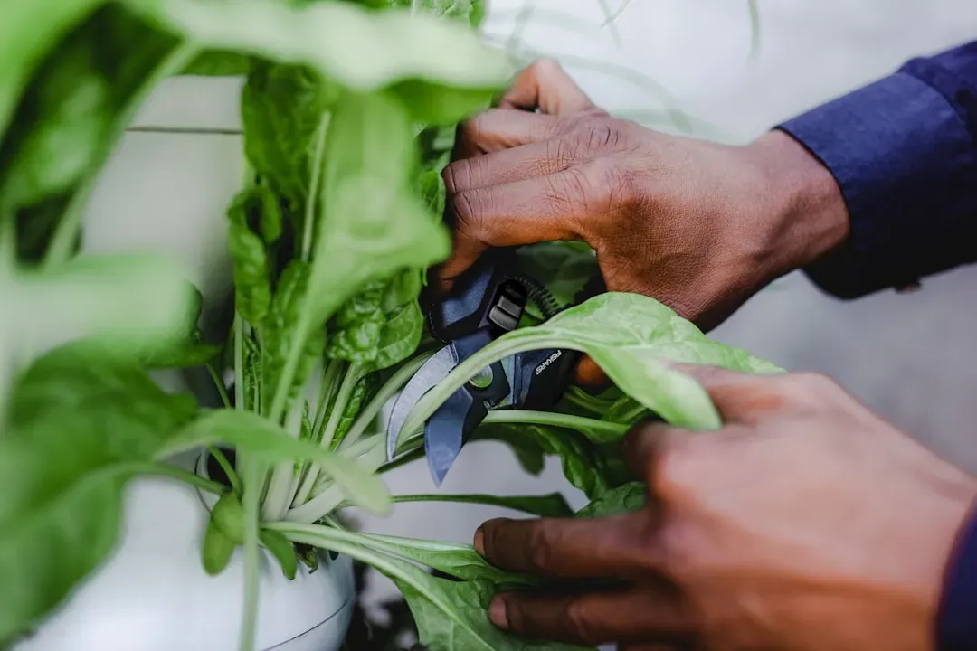 Gardening: Dig Into Better Health (Image Credits: Unsplash)