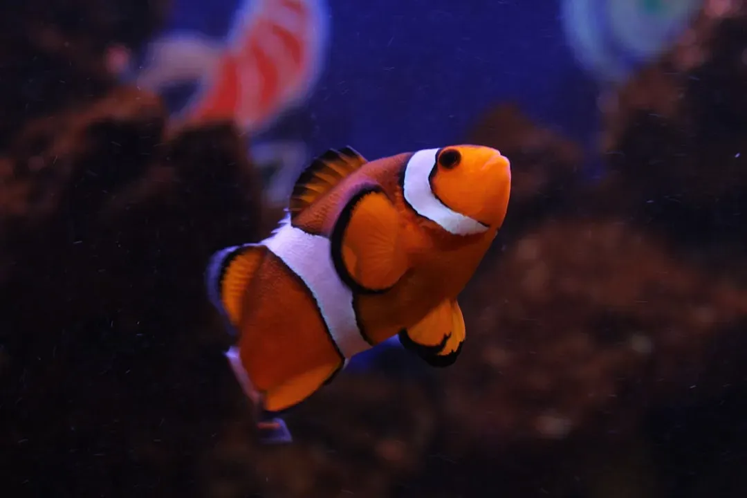 19. Boo's Drawing of Nemo Before Finding Nemo Existed (Image Credits: Unsplash)