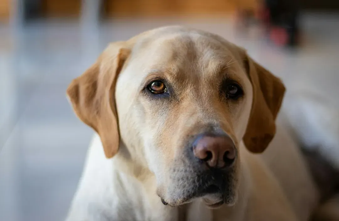 Old Yeller (1957) (Image Credits: Unsplash)