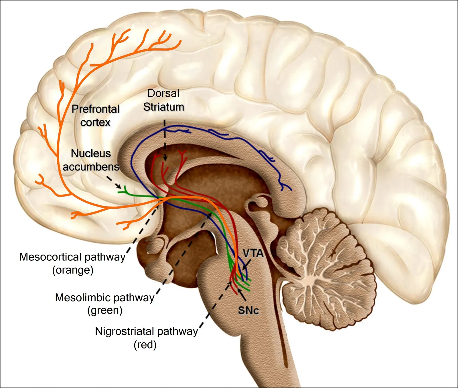 What Happens Inside the Brain (Oscar Arias-Carrión1, Maria Stamelou, Eric Murillo-Rodríguez, Manuel Menéndez-González and Ernst Pöppel. Dopaminergic reward system: a short integrative review International Archives of Medicine 2010, 3:24  doi:10.1186/1755-7682-3-24 http://www.biomedcentral.com/1755-7682/3/24/, CC BY 2.0)