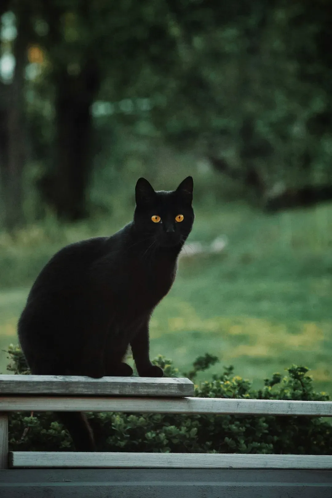 5. Black Cats Crossing Your Path (Image Credits: Unsplash)