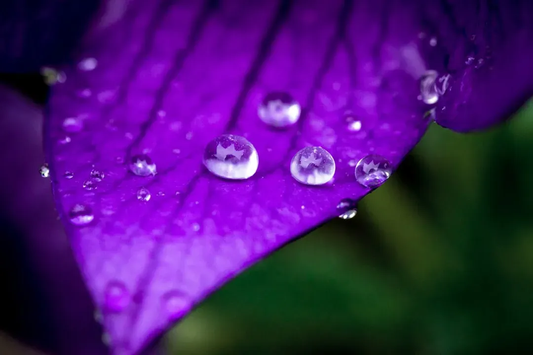Purple Rain by Prince (Image Credits: Unsplash)