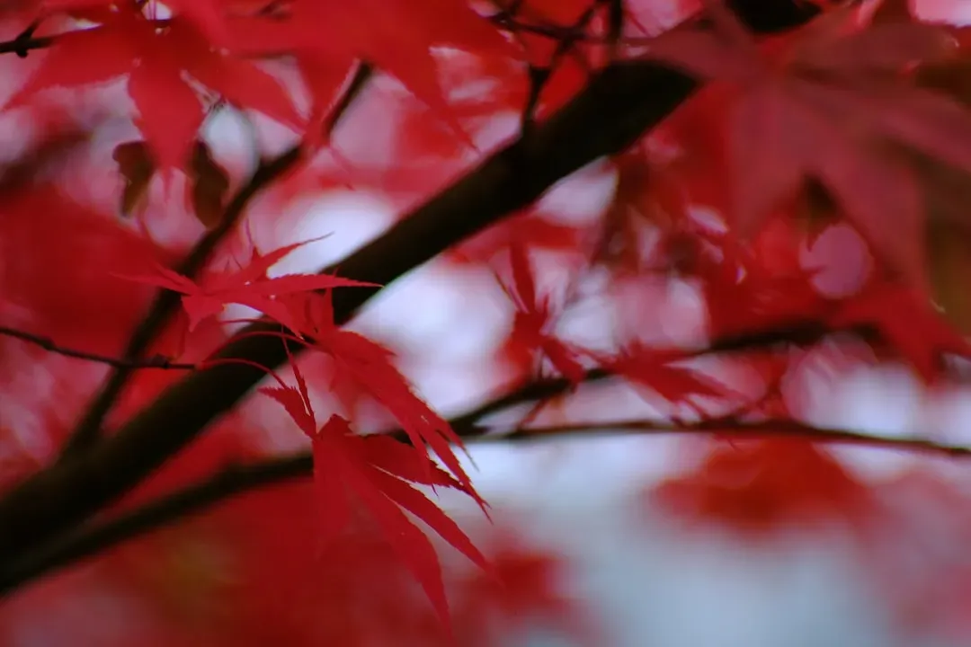 Red Maples: The Crowd Pleaser That Took Over (Image Credits: Unsplash)