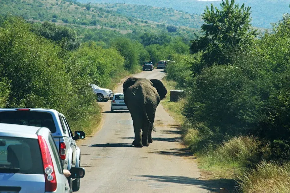 The Star Wars TIE Fighter Scream: An Elephant and a Car on Wet Tarmac (Image Credits: Pexels)