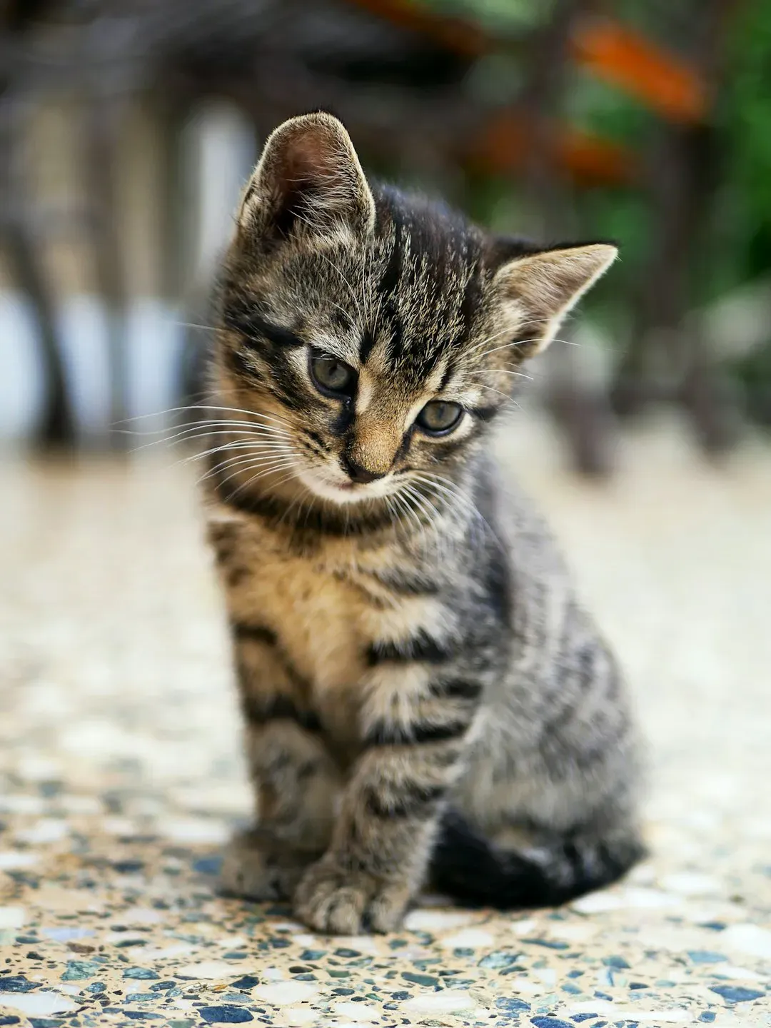 Early Habits From Kittenhood (Image Credits: Unsplash)