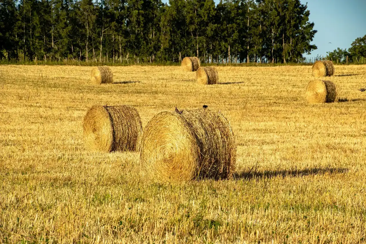 Agriculture: The Largest Straw in the River (Image Credits: Pixabay)