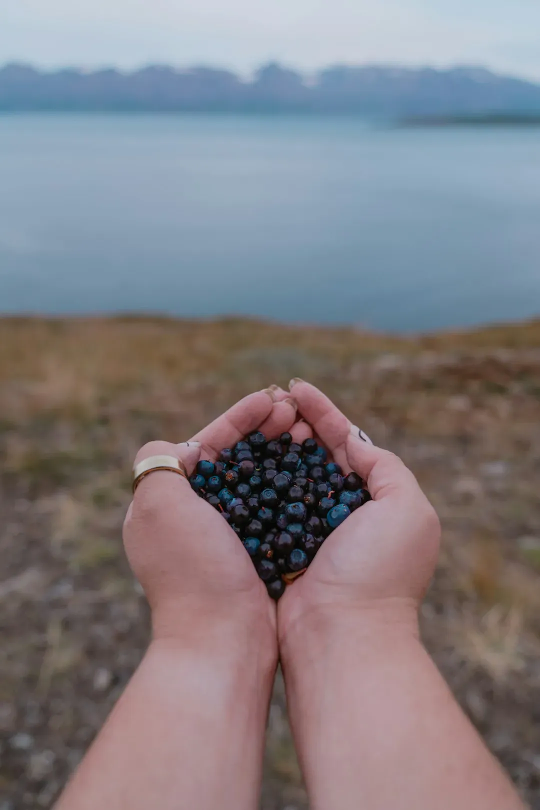 Maqui Berry: The Antioxidant Champion from Patagonia (Image Credits: Unsplash)