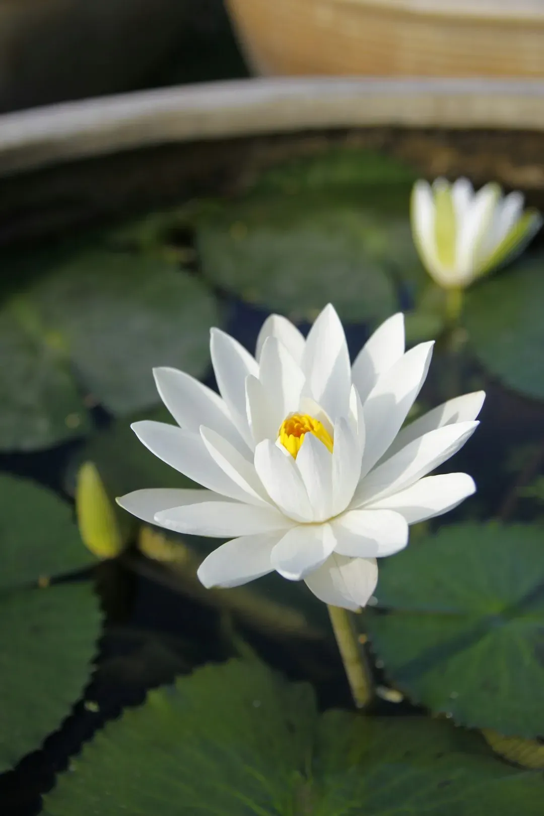 8. The White Lotus - "The White Lotus Main Title Theme" (Image Credits: Unsplash)