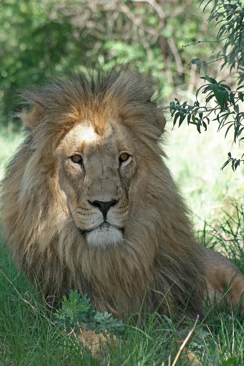 3. The Lion King (Image Credits: Pixabay)