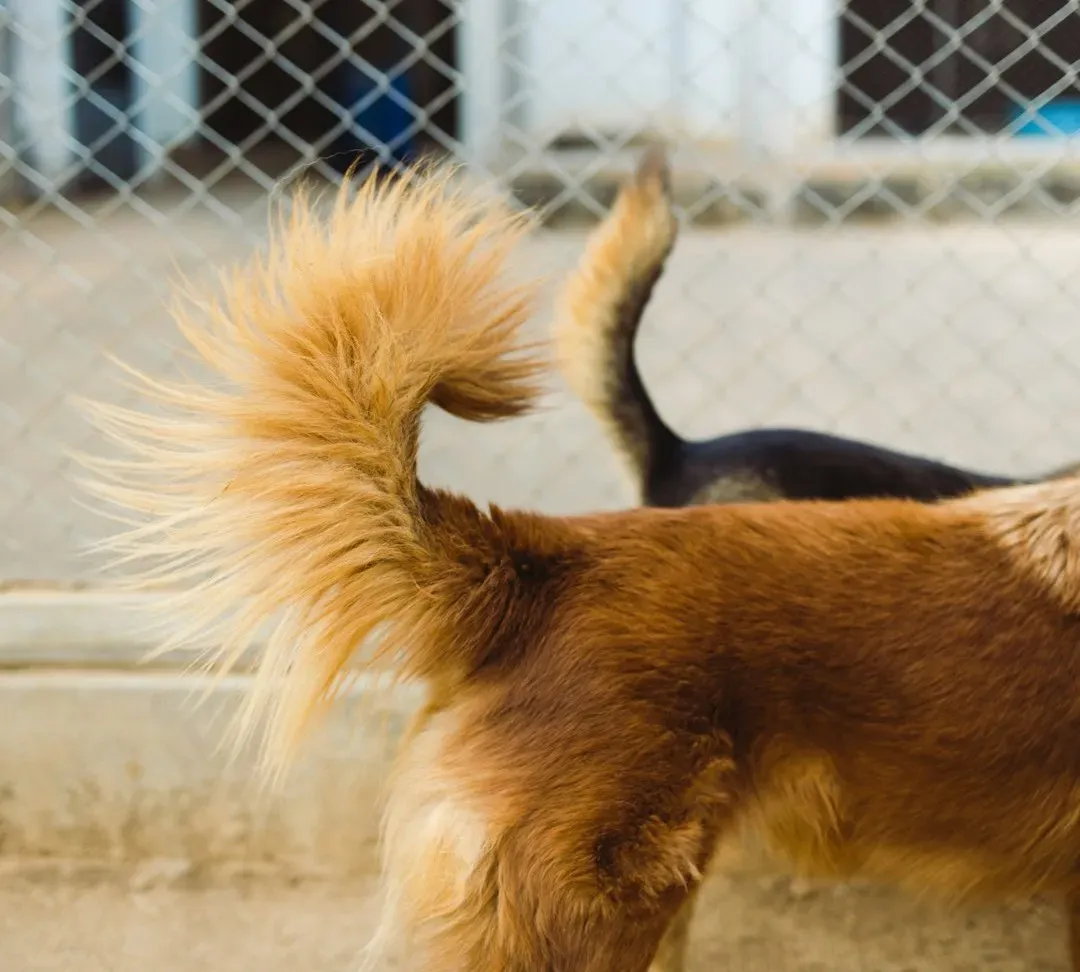Which way the tail wags (Image Credits: Unsplash)