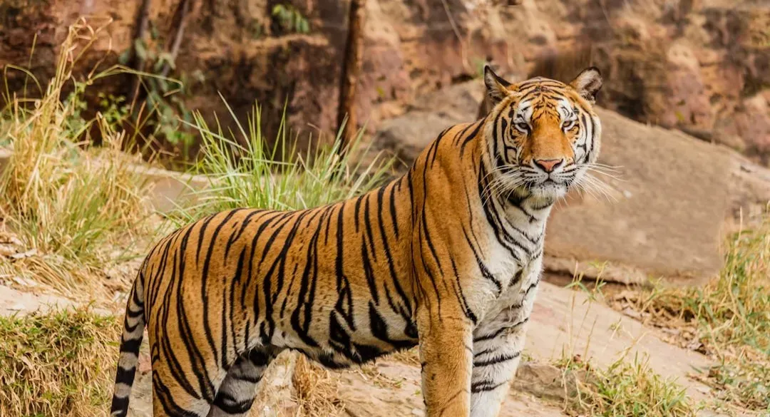 Life of Pi (Image Credits: Unsplash)