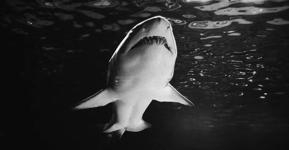 Jaws (1975) (Image Credits: Pexels)