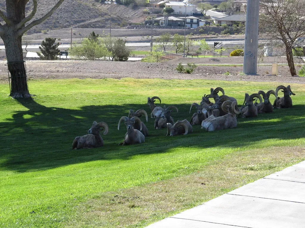 Nevada's Growth Pressure: Can Boulder City Hold the Line? (Ken Lund, Flickr, CC BY-SA 2.0)