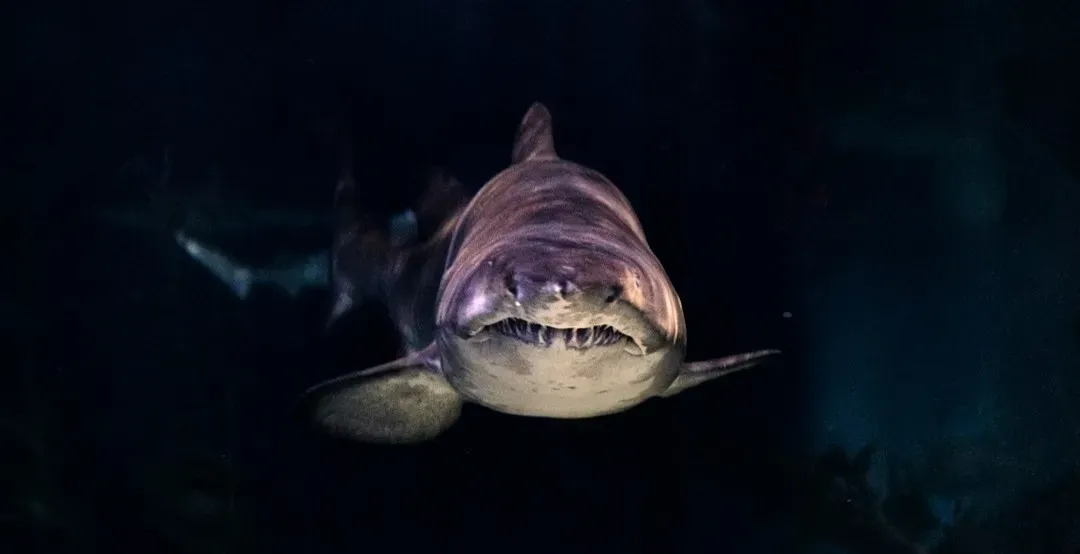 We're Gonna Need a Bigger Boat (Image Credits: Unsplash)