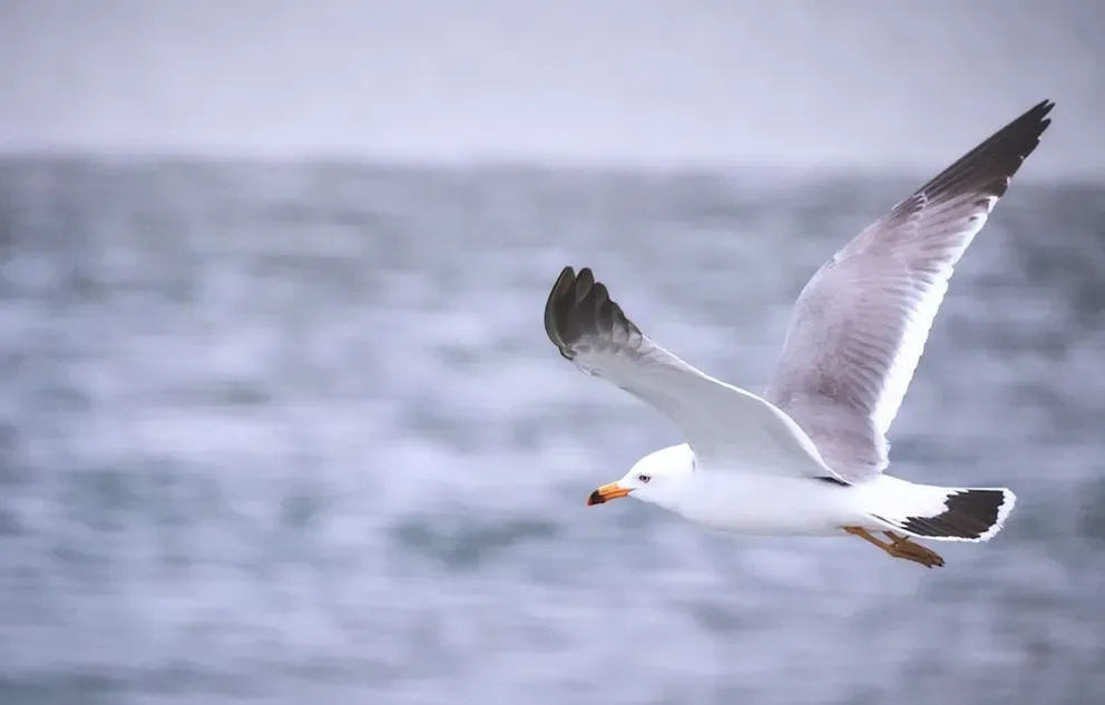 1. Jonathan Livingston Seagull by Richard Bach (Image Credits: Unsplash)